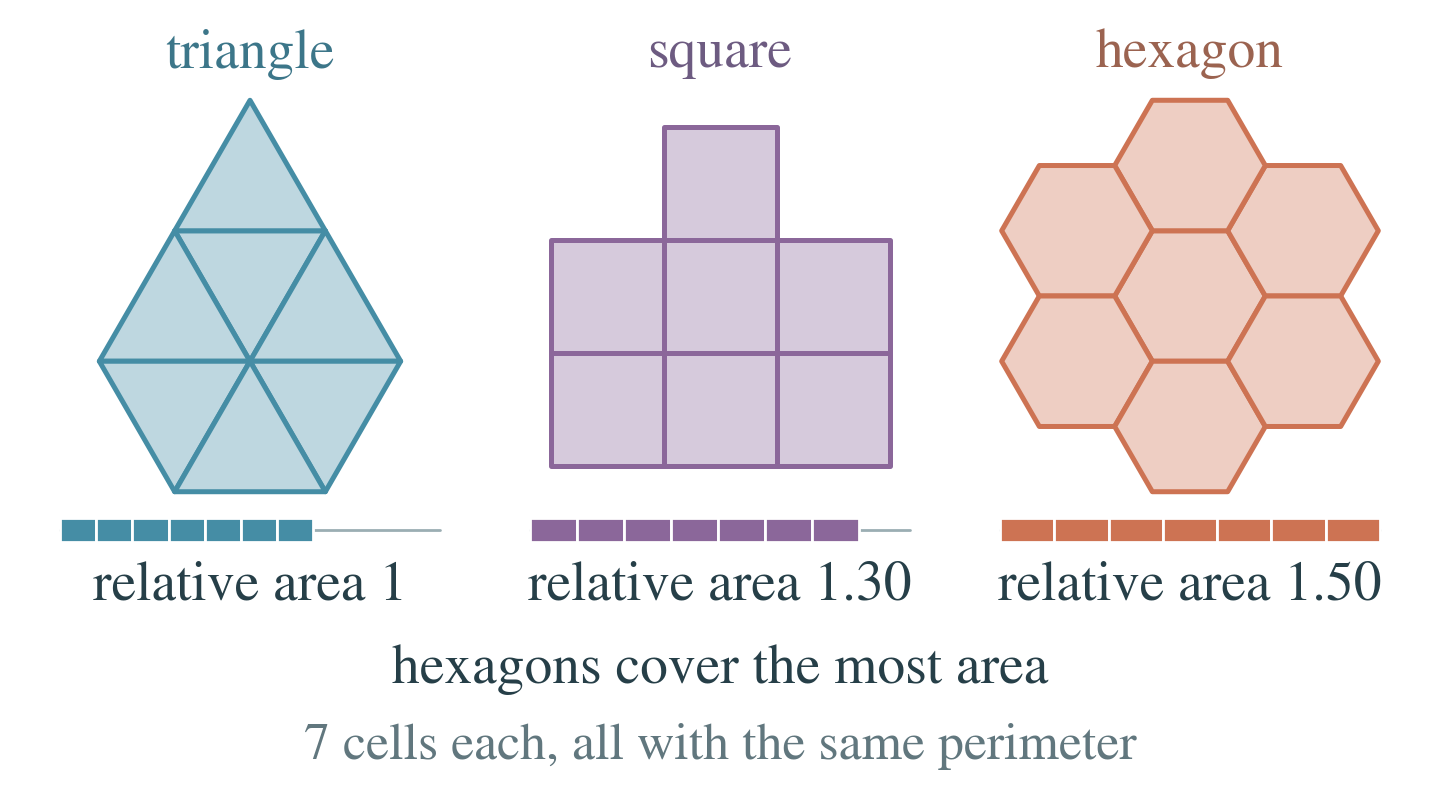 Seven triangles, seven squares and seven hexagons, every cell with the same perimeter, grow into patches without gaps. Bars of the covered area relative to the triangles end at 1, 1.30 and 1.50, so the hexagons cover the most.